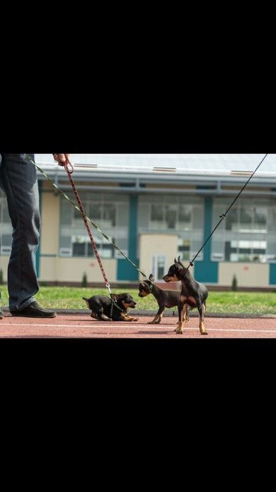 Вязка той-терьера