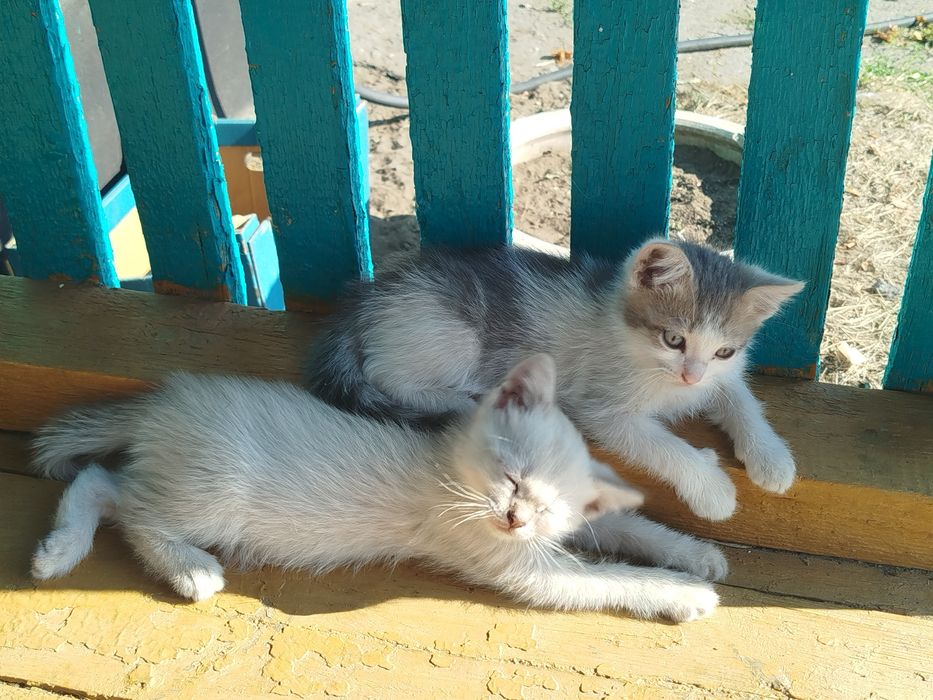 Отдам котят в добрые руки