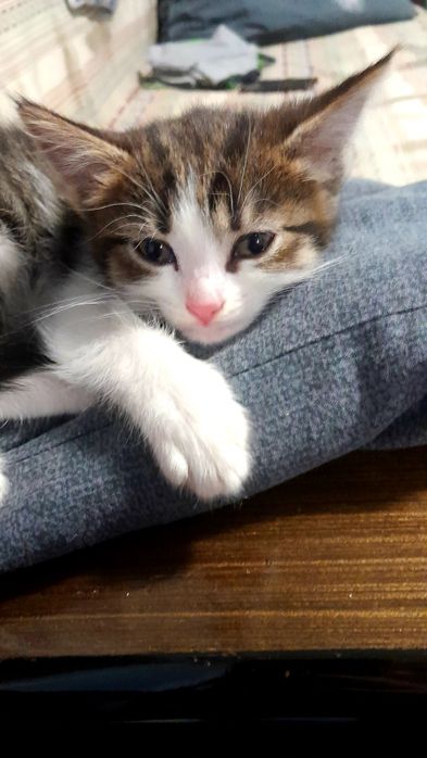 Отдам котенка  в добрые руки