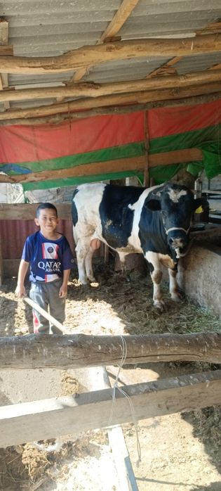 Бұқа сатылады бордақылауда тұрған