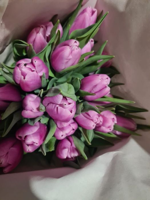 Тюльпан к 8 марта ОПТОМ