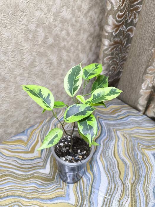 Фикусы разных сортов