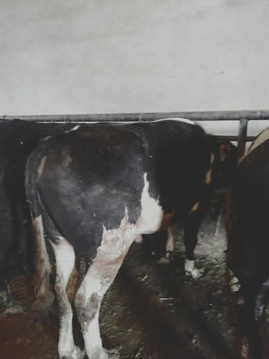 Семіз бұқалар сатылады