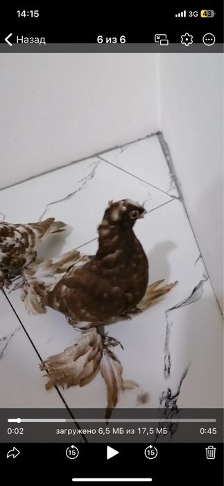 Продается голуби