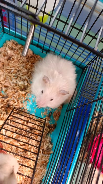 Сирийский хомяки