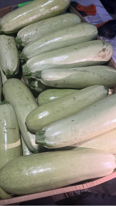 Продам кабачки с поля свежий сбор