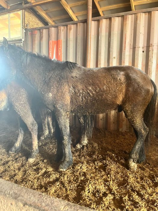 Кунан           .