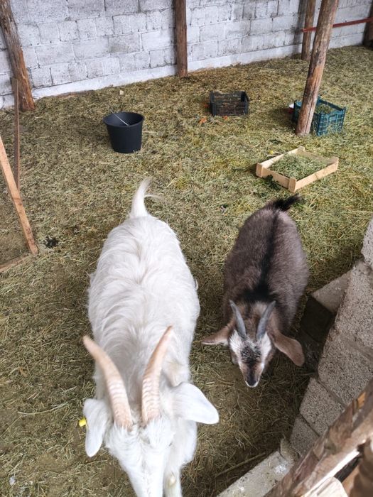 Ешкі сатылады-70к