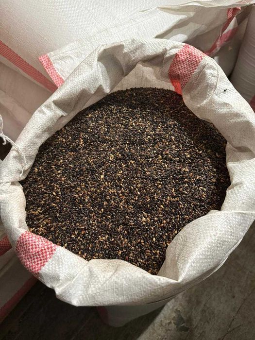 Продам суданку - цена 350 тг!