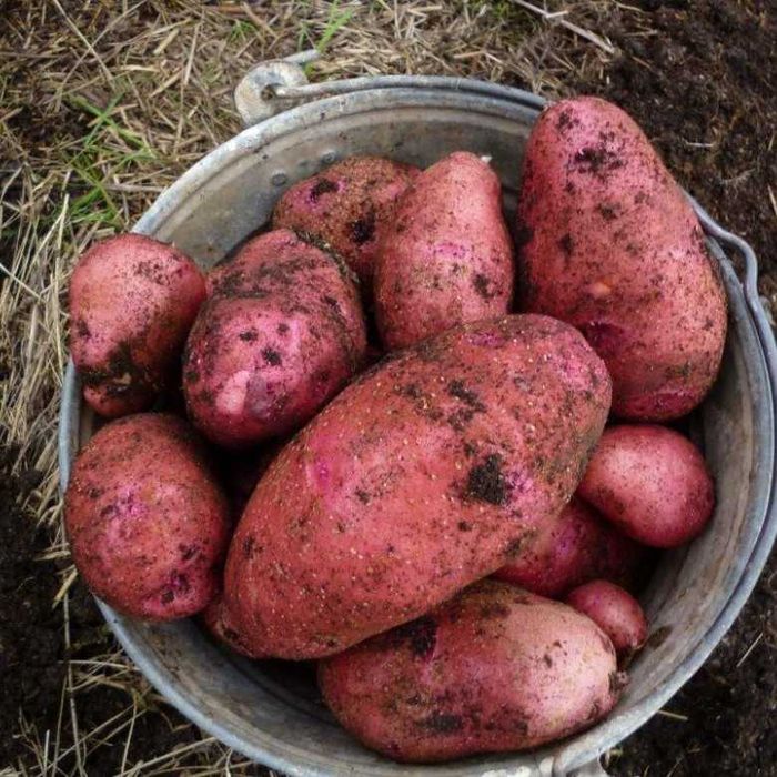 Картофель домашний дачный