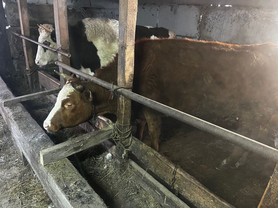 Продам телки две головы