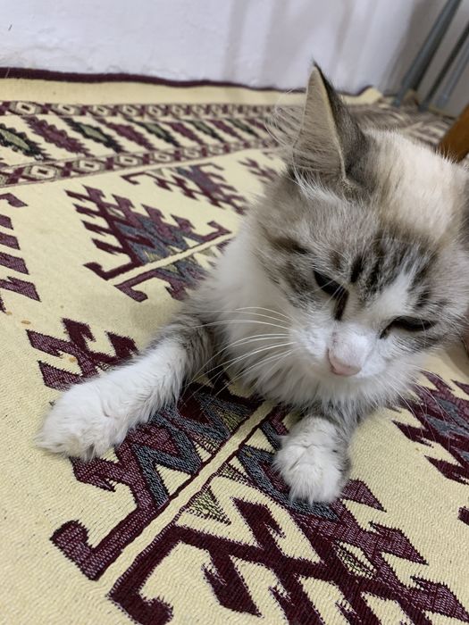 отдаем кошку,девочка.
