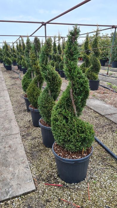 Palmier cycas spirală