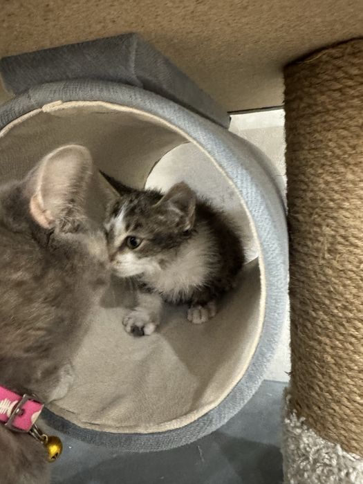 Ласковый котенок ищет дом
