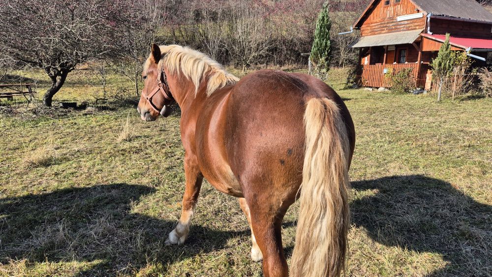 Armasar 2 ani , de vanzare