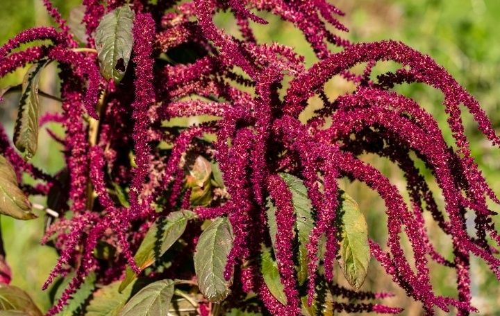 Амарант Трава Сушеная (сквален)