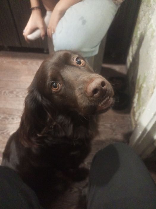 Спониель с ретривер связка