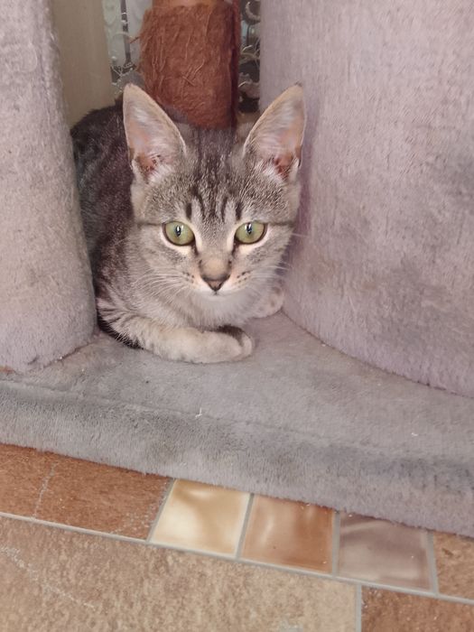 Котик в добрые руки