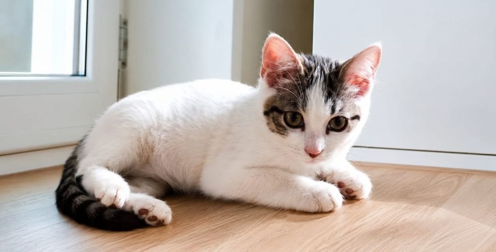 Котёнок в добрые руки!