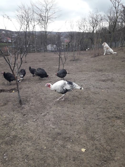 Vand curci și curcan