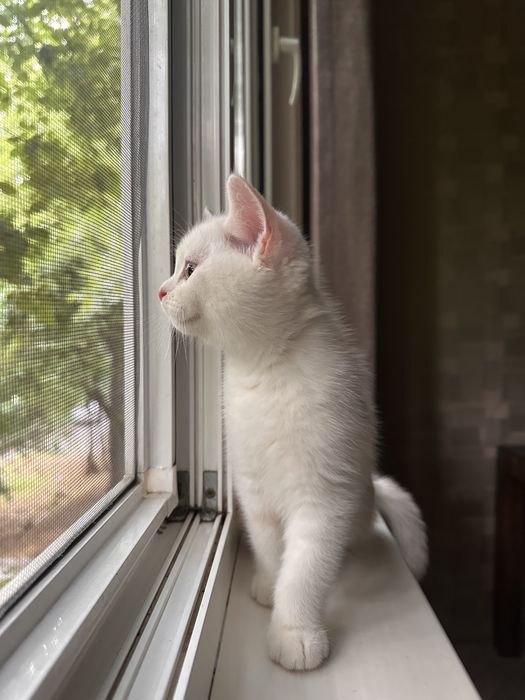 Котенок мальчик.
