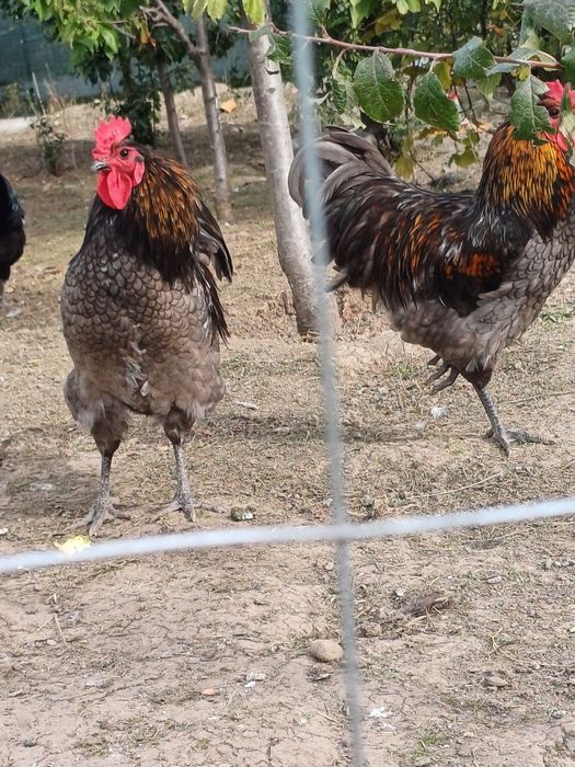 Cocos austrolop deosebiti