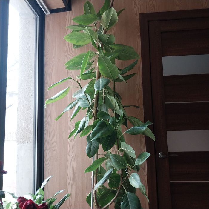 Фикус каучуконосный