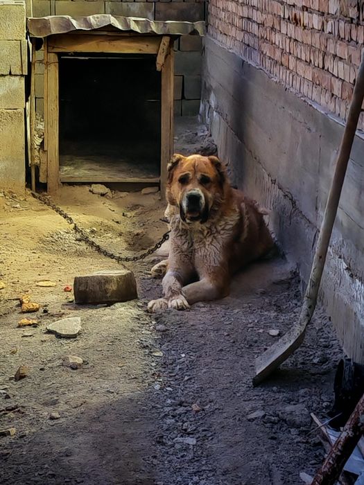 Продается Тобет за 50тыс