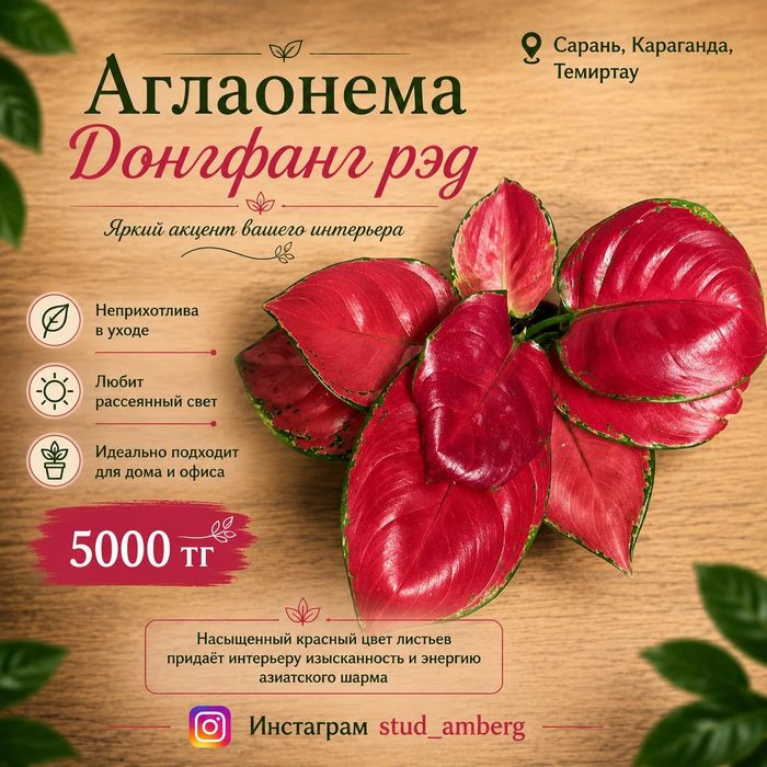Аглаонема разная  1