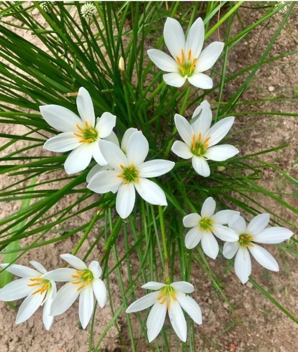 Луковицы цветка зефирантеса