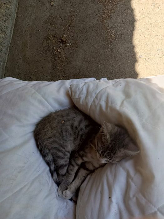 Котенок ищет дом
