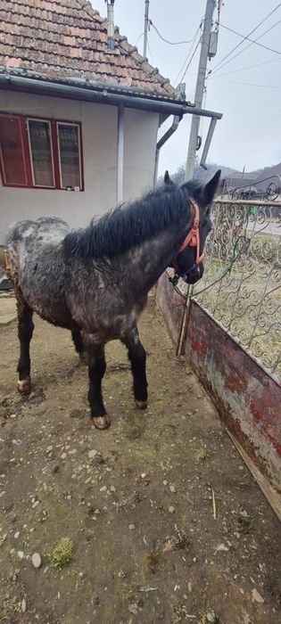 Mânz tânăr  de 7 pe 8 luni