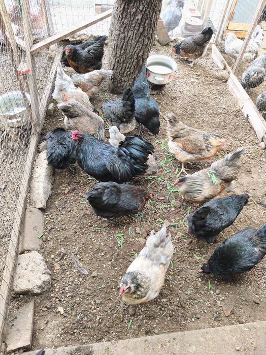 Ouă de incubat Ameraucana