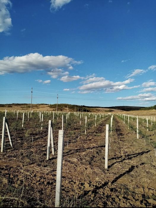 TEREN intravilan Racari, Dolj 9000mp