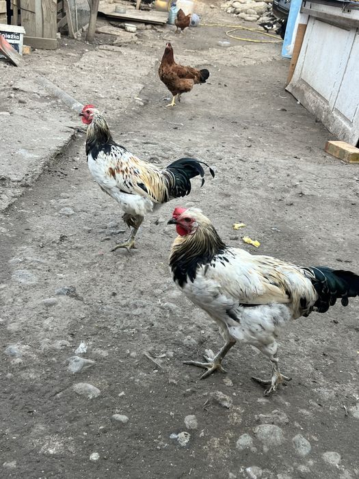 Домашний Петухи, Куры, Утки