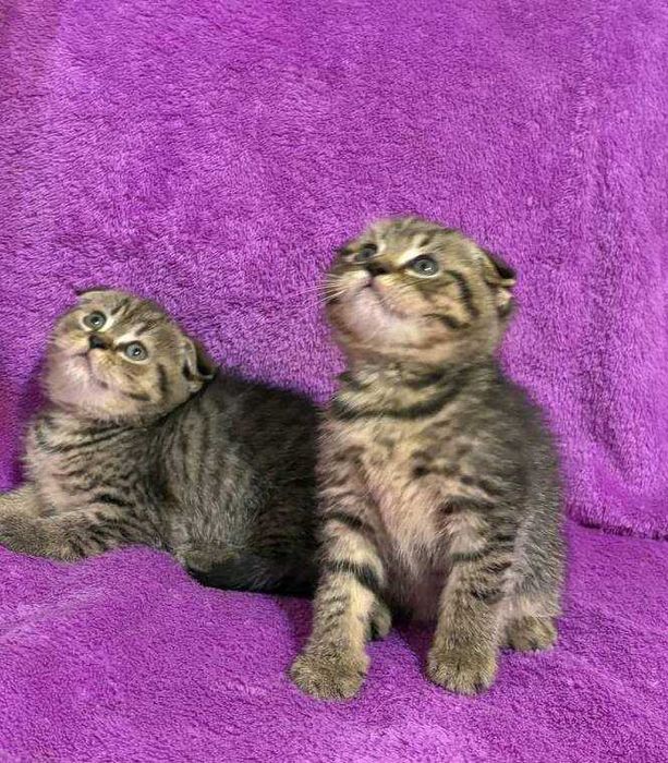 Шотландские плюшевые котята