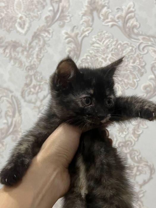 Котенок девочка родился 07.06