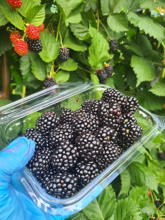Vand mure de cultura  dulci si aromate, livrez la Cluj