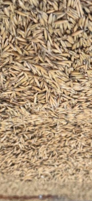 Ovaz de vanzare bun de semănat