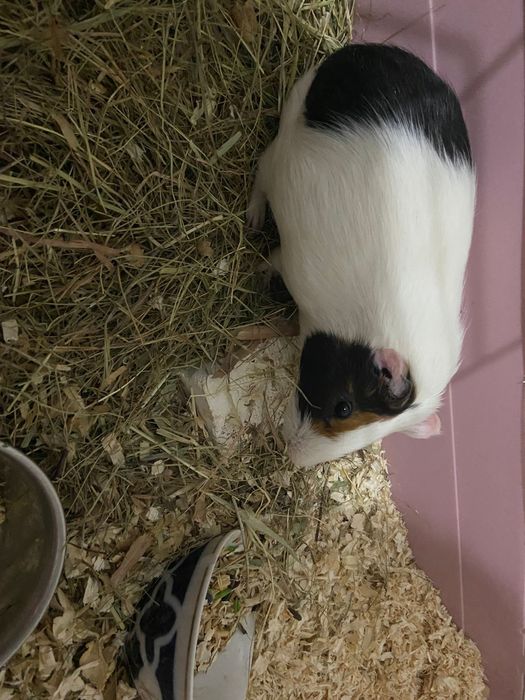 Морская свинка мальчик