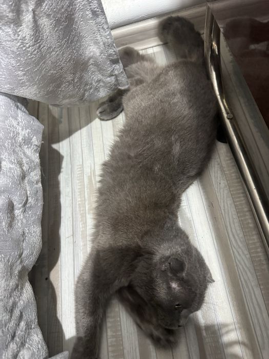 шотландская кошечка