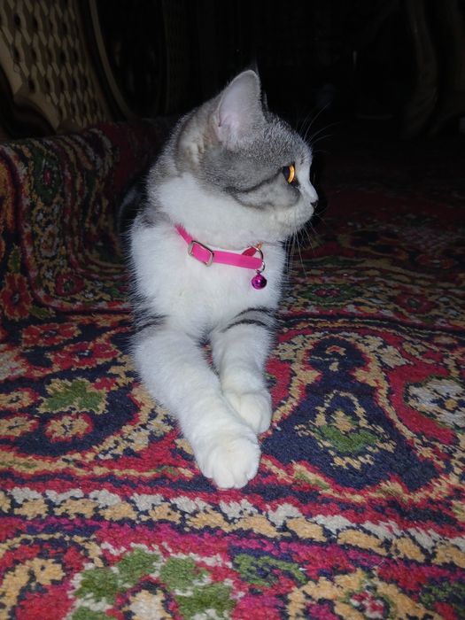 Мушук сотилади нархи 800минг сум келишилади