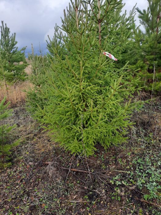 Ель голубая сибирская
