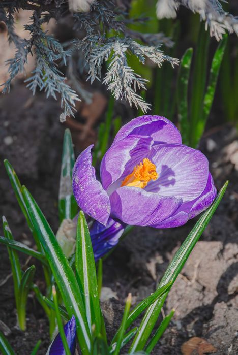 Nikon d80 D-SLR камера