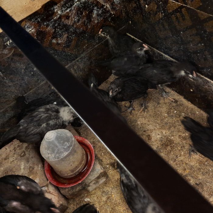 Pui australorp vaccinați.