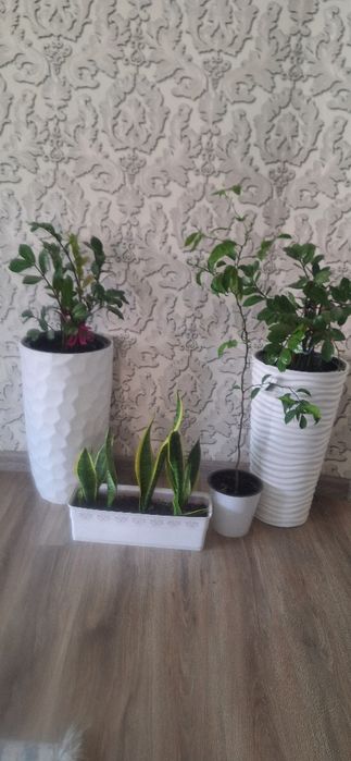 Домашние растение срочно