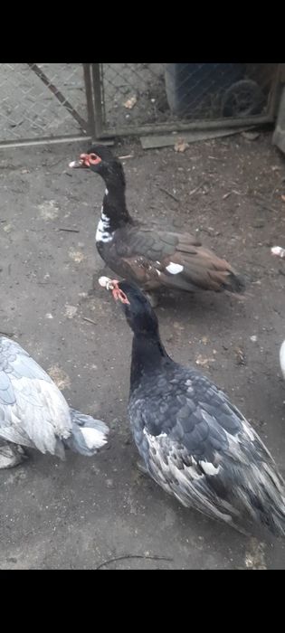 Rate lesesti ( 20 ratoi disponibili)