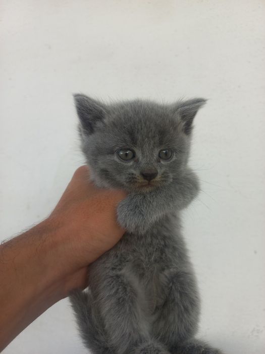 Mushukchalar sotiladi toza zotli toza qonli mushuklar