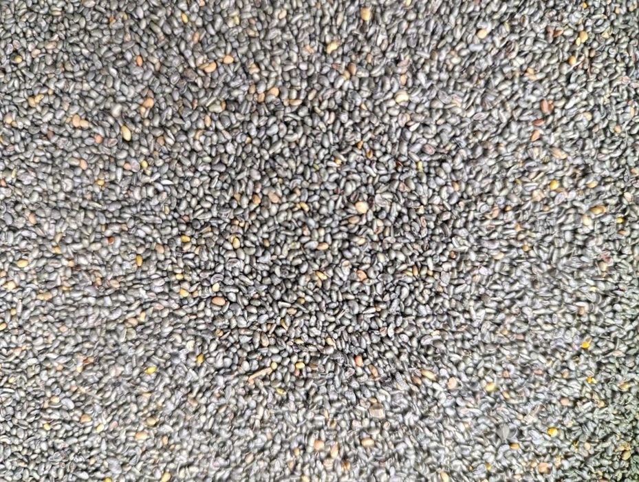 Люцерна семена. .