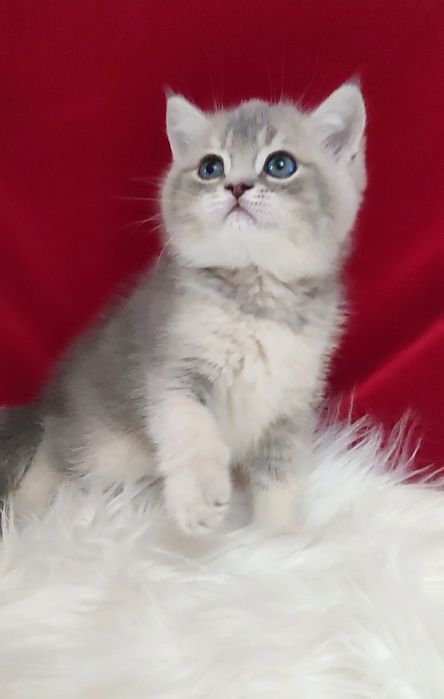 Продается чистокровный котенок мальчик